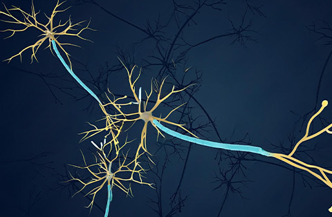 Illustration of nerve reconstruction showing connected neurons restoring function after nerve damage.