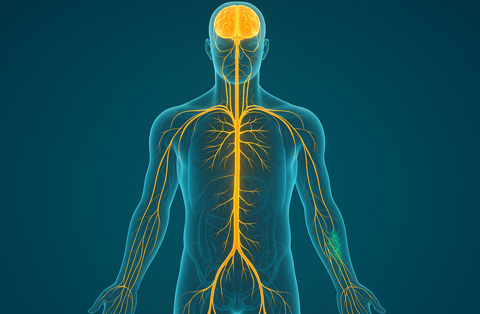3D illustration of the human nervous system highlighting nerves and brain, used in nerve transplantation contexts
