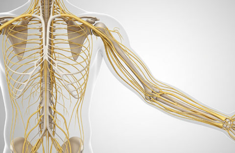 Medical illustration of the peripheral nervous system highlighting arm nerves for nerve injury and neuropathy surgery.
