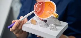 Close-up of doctor holding an eye model