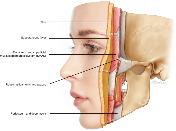 Anatomy of layers of the face diagram showing skin, subcutaneous, SMAS, retaining ligaments, deep fascia, and nerve layers