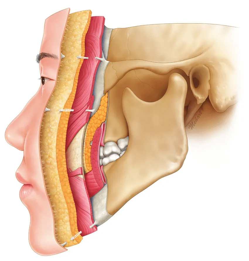 the-five-facial-layers-layers-1-to-5-ranging-from-superficial-to-deep-are-as-follows